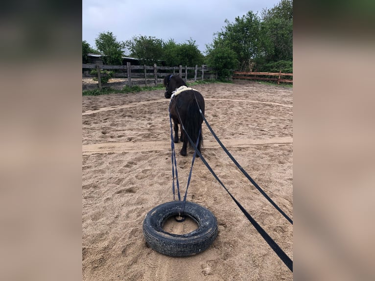 Shetland Ponys Wallach 7 Jahre 105 cm Schwarzbrauner in Köln