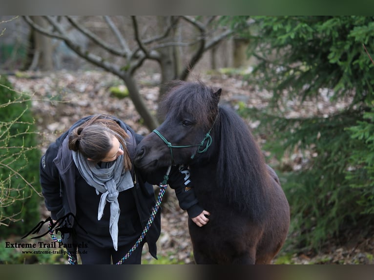 Shetland Ponys Wallach 7 Jahre 106 cm Rappe in Reichshof