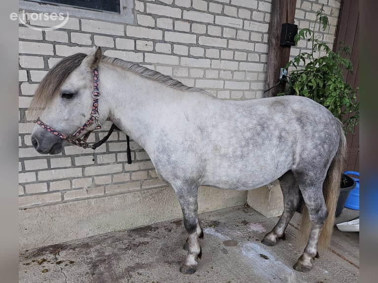 CollectA Shetland Pony Spielzeug – Detailgetreue Apfelschimmel-Figur Für Kinder