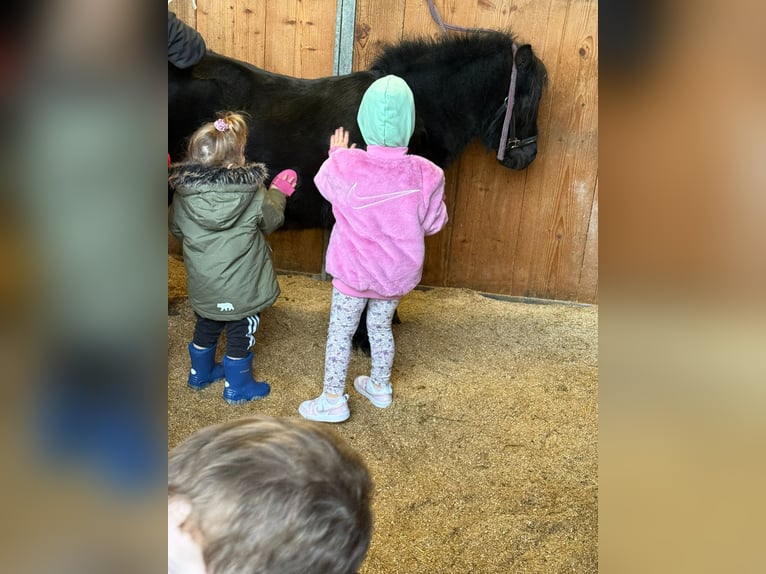 Shetland Ponys Wallach 7 Jahre 107 cm Rappe in Happerswil
