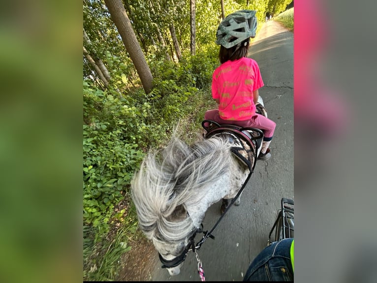 Shetland Ponys Wallach 7 Jahre 110 cm Tigerschecke in Lippstadt