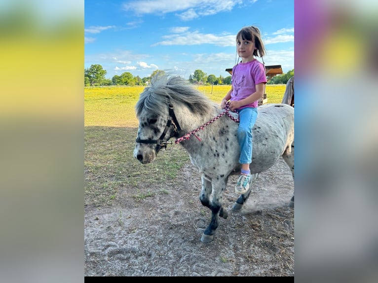 Shetland Ponys Wallach 7 Jahre 110 cm Tigerschecke in Lippstadt