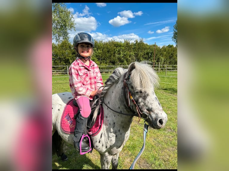 Shetland Ponys Wallach 7 Jahre 110 cm Tigerschecke in Lippstadt