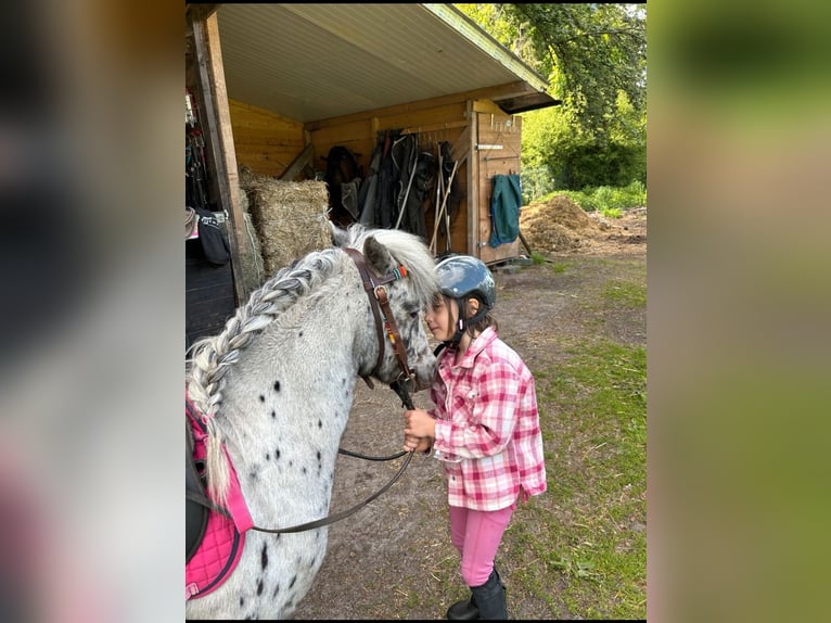 Shetland Ponys Wallach 7 Jahre 110 cm Tigerschecke in Lippstadt