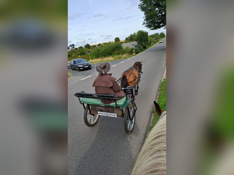 Shetland Ponys Wallach 7 Jahre 113 cm Brauner in Pockau