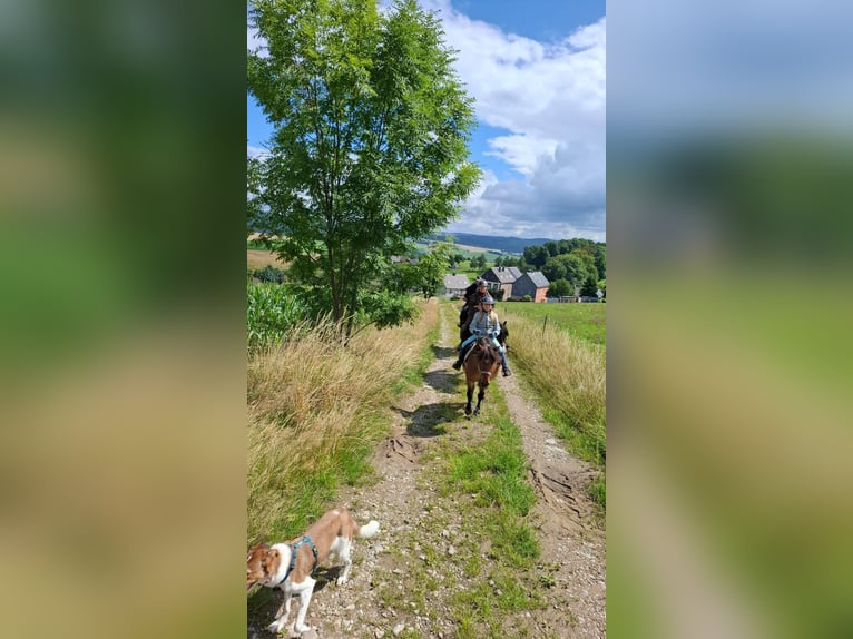 Shetland Ponys Wallach 7 Jahre 113 cm Brauner in Pockau