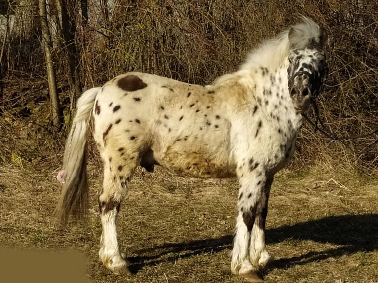 Shetland Ponys Wallach 7 Jahre 116 cm Tigerschecke in Korneuburg