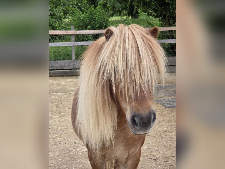 Shetland Ponys Wallach 7 Jahre 83 cm Fuchs in Gals