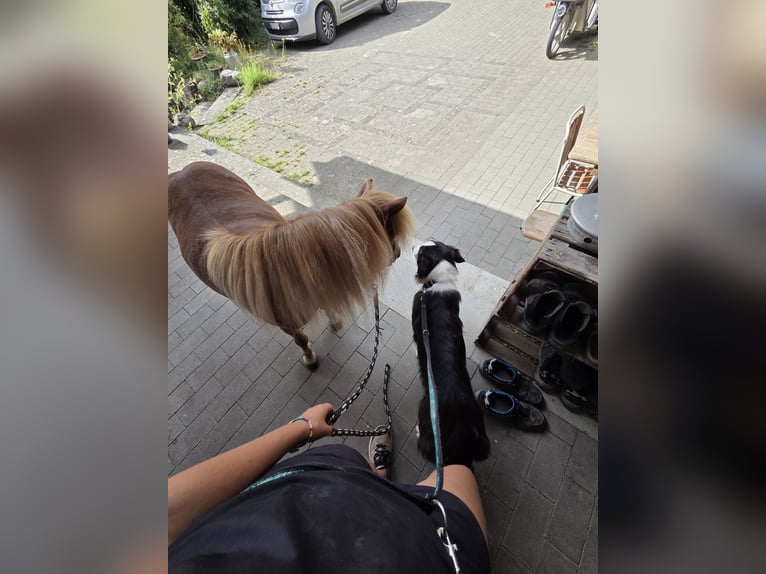 Shetland Ponys Wallach 7 Jahre 83 cm Fuchs in Gals
