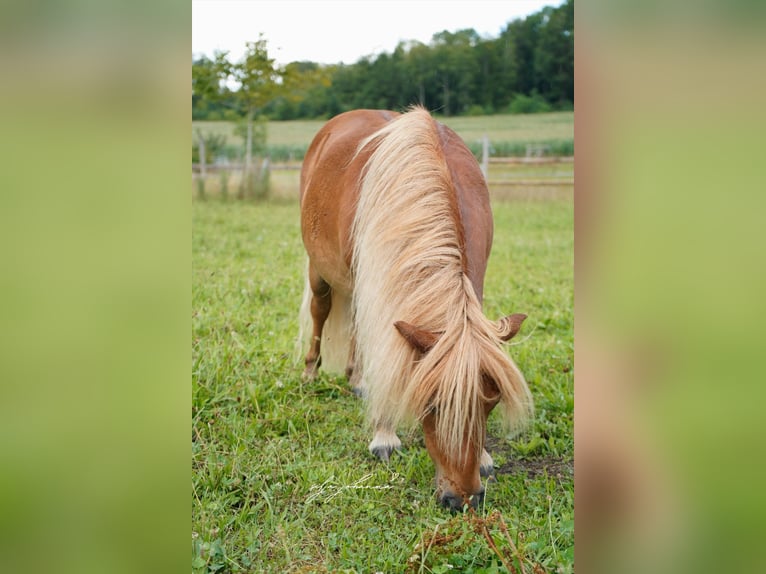 Shetland Ponys Wallach 7 Jahre 83 cm Fuchs in Gals