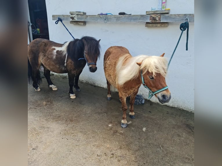 Shetland Ponys Wallach 7 Jahre 90 cm Schecke in Kleinwallstadt