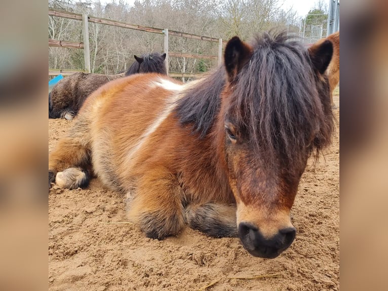 Shetland Ponys Wallach 7 Jahre 90 cm Schecke in Kleinwallstadt