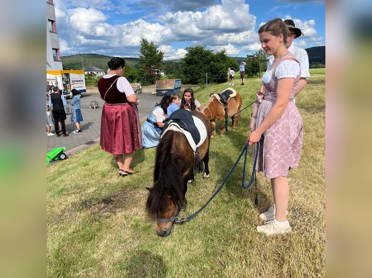 Shetland Ponys Wallach 7 Jahre 90 cm Schecke in Kleinwallstadt