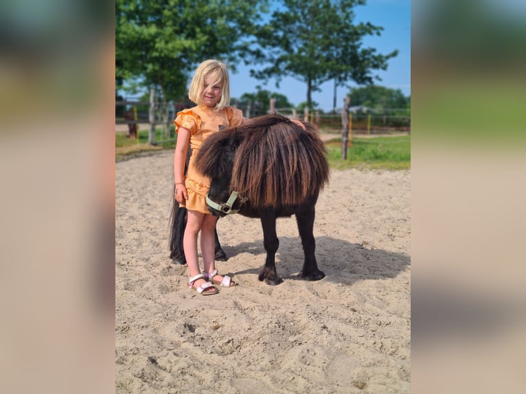 Shetland Ponys Wallach 7 Jahre 90 cm Schecke in Apeldoorn