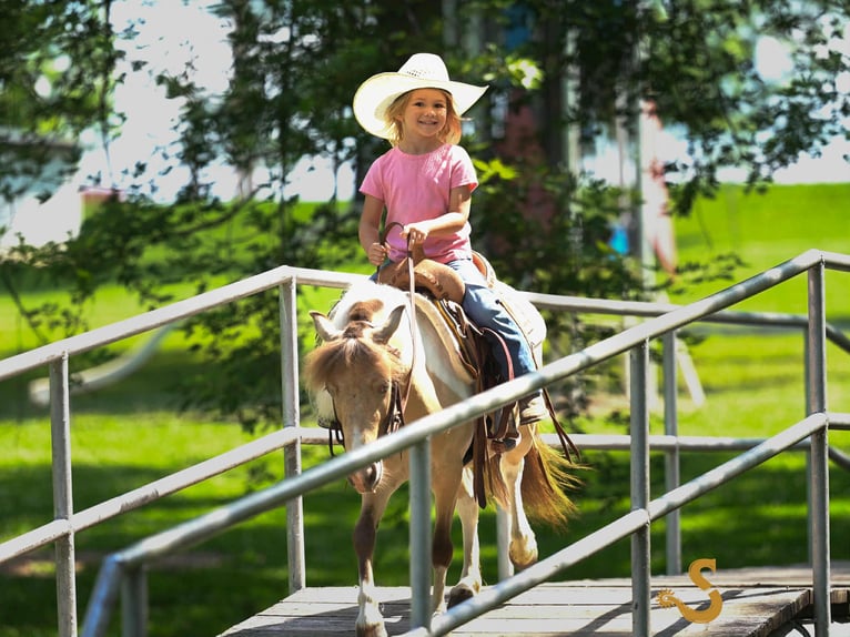 Shetland Ponys Wallach 7 Jahre 91 cm in Bogard, MO