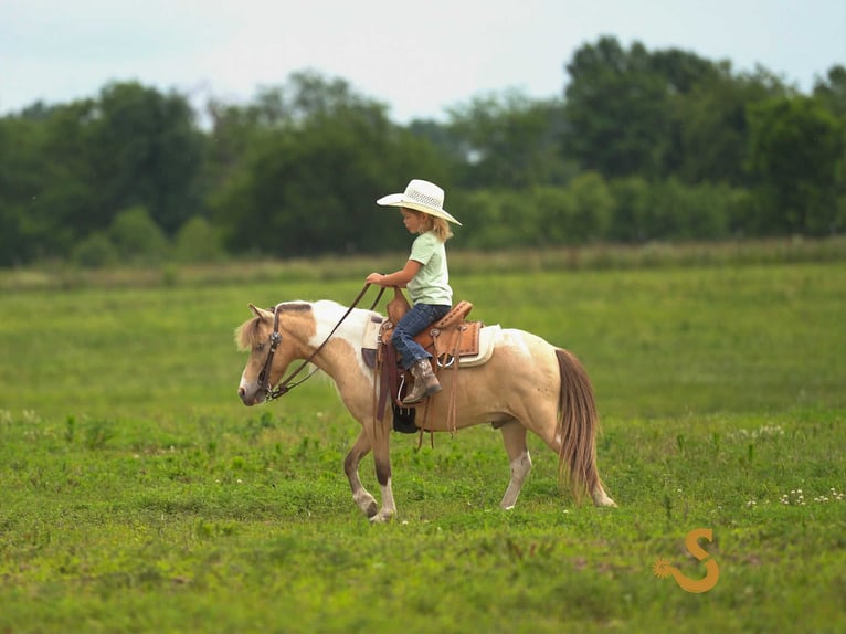 Shetland Ponys Wallach 7 Jahre 91 cm in Bogard, MO