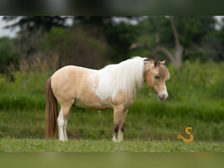 Shetland Ponys Wallach 7 Jahre 91 cm in Bogard, MO