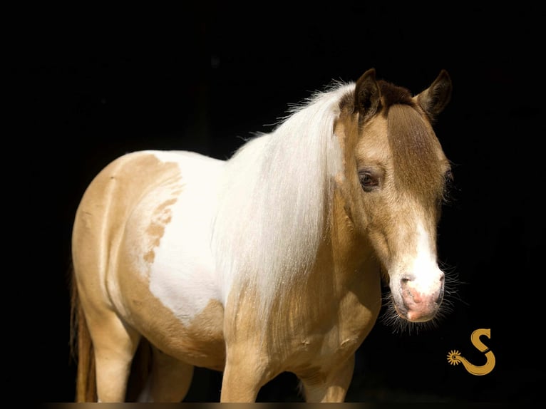 Shetland Ponys Wallach 7 Jahre 91 cm in Bogard, MO