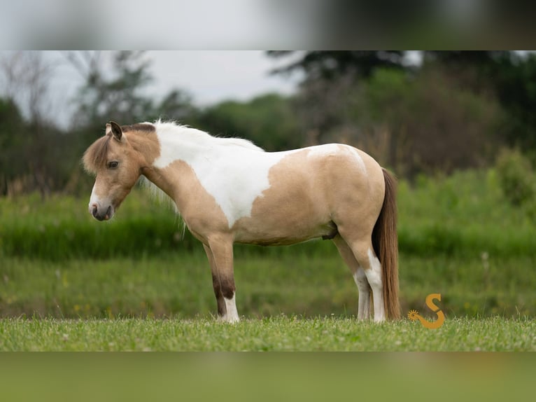 Shetland Ponys Wallach 7 Jahre 91 cm in Bogard, MO