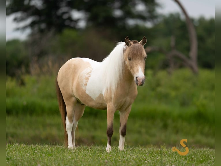 Shetland Ponys Wallach 7 Jahre 91 cm in Bogard, MO