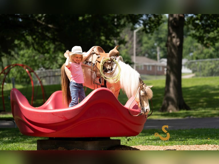 Shetland Ponys Wallach 7 Jahre 91 cm in Bogard, MO