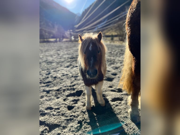 Shetland Ponys Mix Wallach 7 Jahre 93 cm in Uttendorf