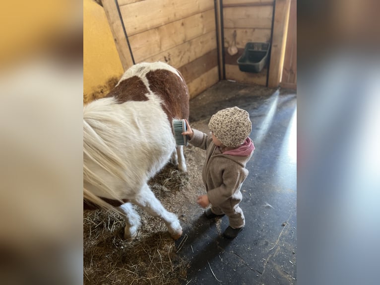 Shetland Ponys Mix Wallach 7 Jahre 93 cm in Uttendorf