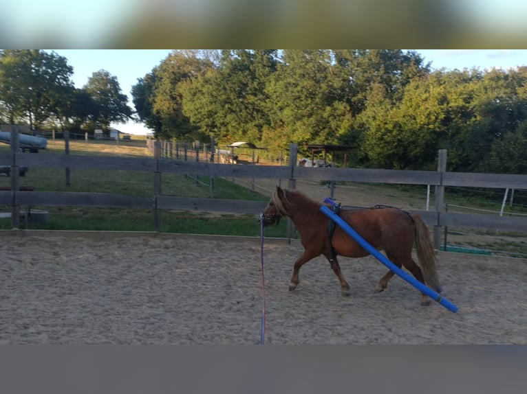 Shetland Ponys Wallach 7 Jahre 94 cm  in Obergröningen