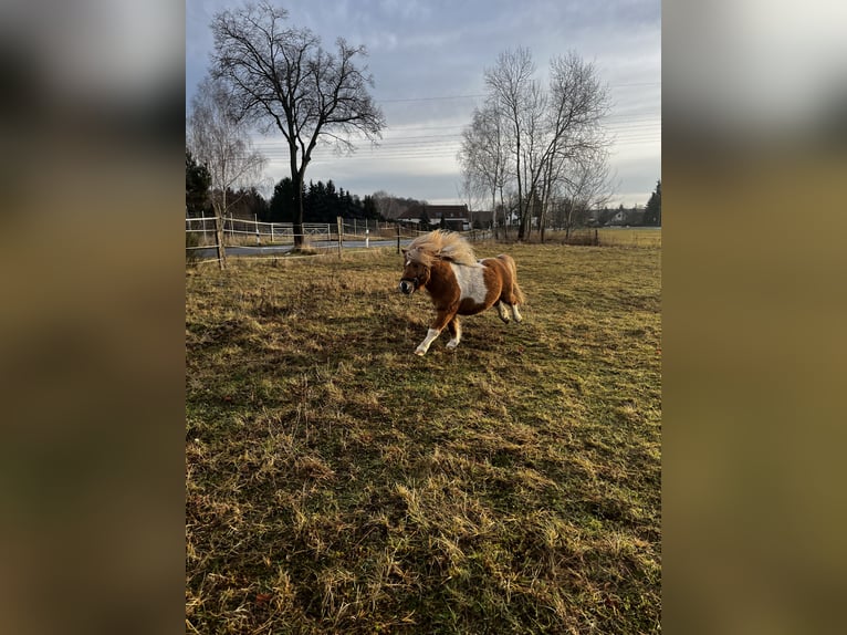 Shetland Ponys Wallach 7 Jahre 94 cm Schecke in Neuhausen/Spree