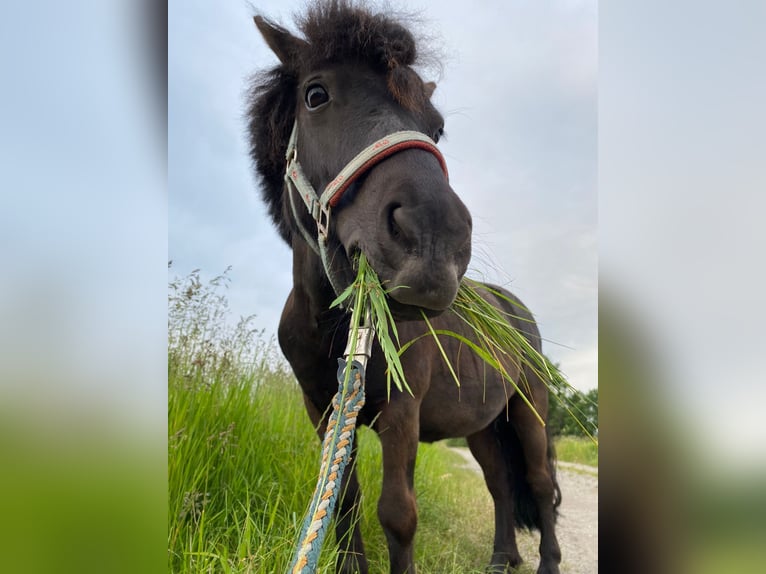Shetland Ponys Wallach 7 Jahre 95 cm Rappe in Albersloh (Sendenhorst)