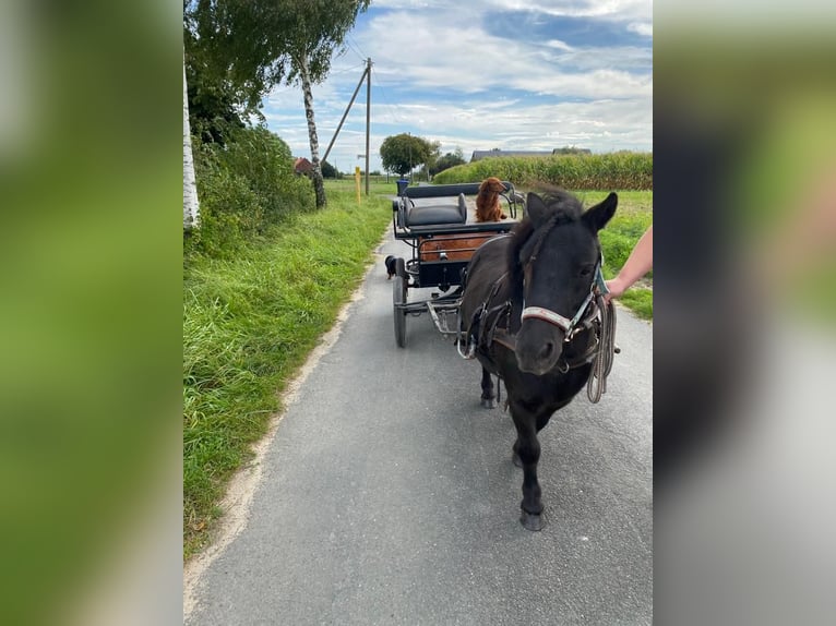 Shetland Ponys Wallach 7 Jahre 95 cm Rappe in Albersloh (Sendenhorst)