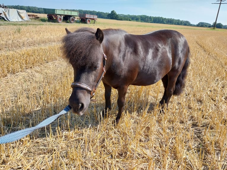 Shetland Ponys Wallach 7 Jahre 95 cm Rappe in Albersloh (Sendenhorst)