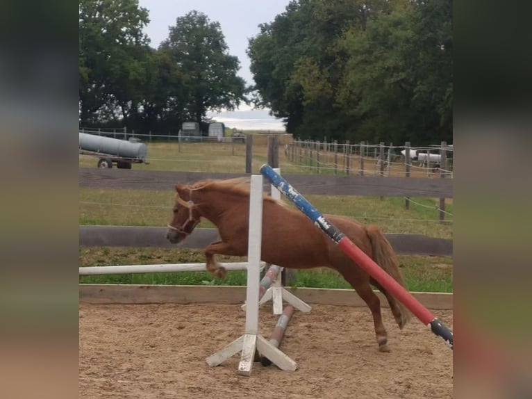 Shetland Ponys Wallach 7 Jahre 95 cm Schecke in Obergröningen