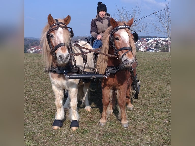 Shetland Ponys Wallach 7 Jahre 95 cm Schecke in Obergröningen