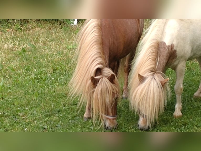 Shetland Ponys Wallach 7 Jahre 95 cm Schecke in Obergröningen