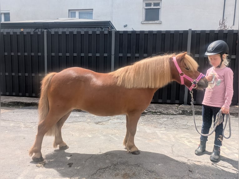 Shetland Ponys Wallach 8 Jahre 100 cm Fuchs in Morsbach
