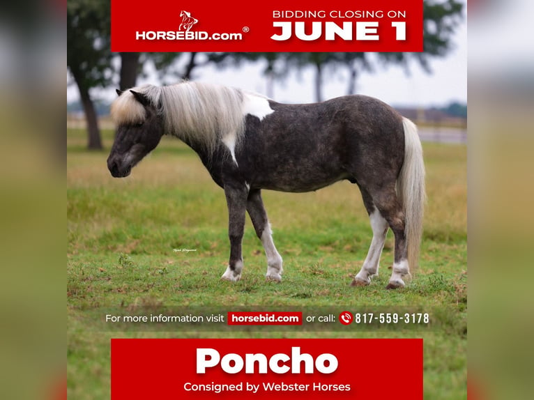 Shetland Ponys Wallach 8 Jahre 107 cm Tobiano-alle-Farben in Weatherford