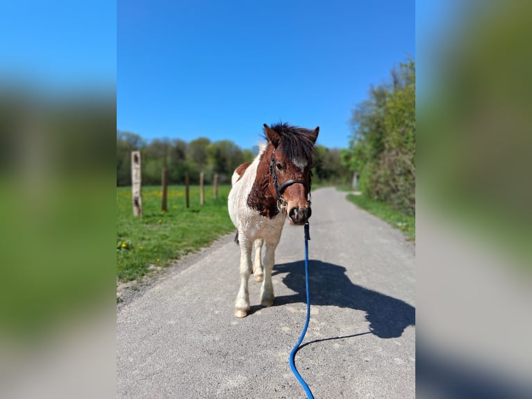 Shetland Ponys Wallach 8 Jahre 108 cm Tobiano-alle-Farben in saint martin en bresse