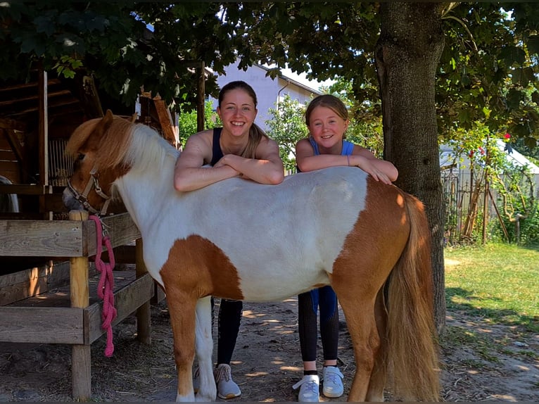 Shetland Ponys Mix Wallach 8 Jahre 110 cm Schecke in Rheinstetten