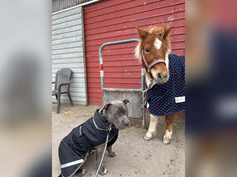 Shetland Ponys Mix Wallach 8 Jahre 110 cm Schecke in Rheinstetten