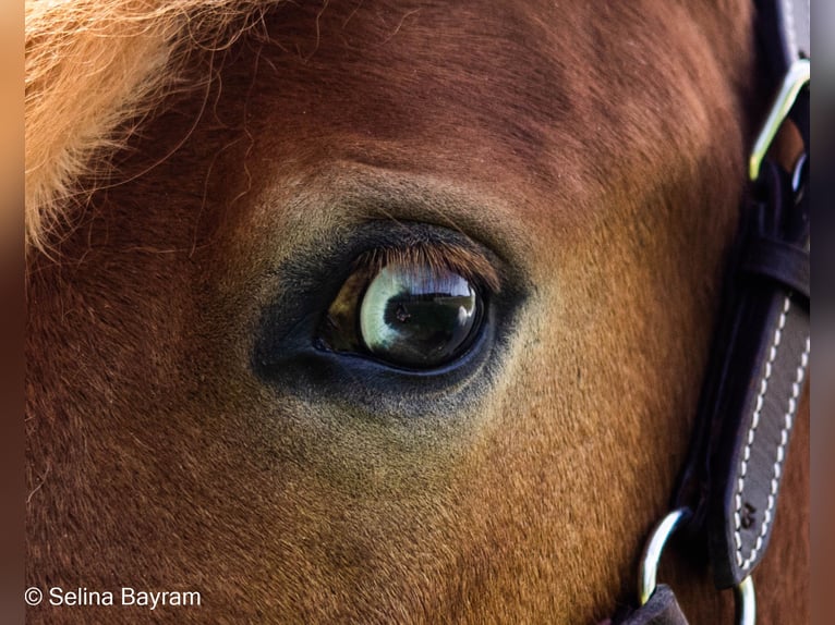 Shetland Ponys Mix Wallach 8 Jahre 110 cm Schecke in Rheinstetten