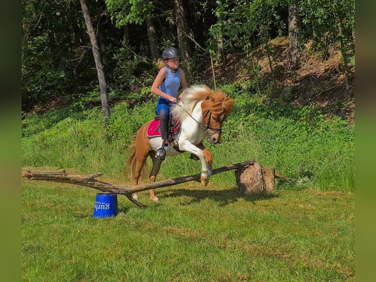 Shetland Ponys Mix Wallach 8 Jahre 110 cm Schecke in Rheinstetten