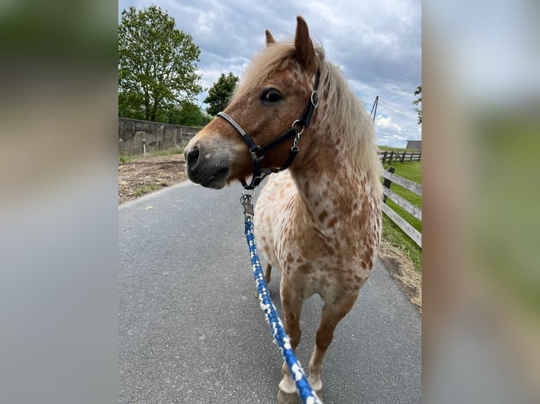 Shetland Ponys Wallach 8 Jahre 112 cm Tigerschecke in CursdorfSchwarzatal
