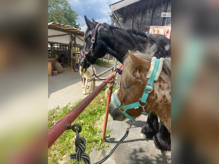 Shetland Ponys Wallach 8 Jahre 112 cm Tigerschecke in CursdorfSchwarzatal