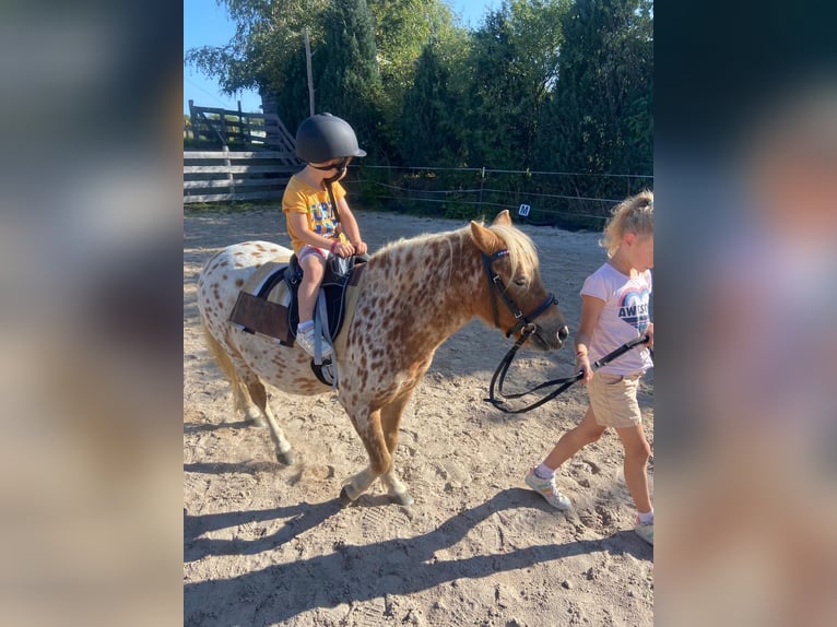 Shetland Ponys Wallach 8 Jahre 112 cm Tigerschecke in CursdorfSchwarzatal