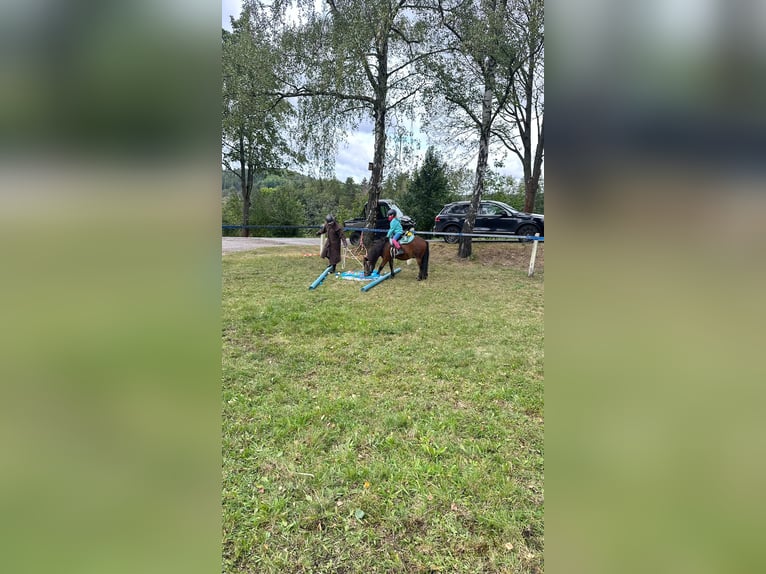 Shetland Ponys Wallach 8 Jahre 113 cm Brauner in Pockau