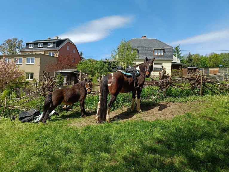 Shetland Ponys Wallach 8 Jahre 113 cm Brauner in Pockau
