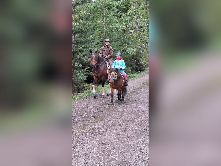 Shetland Ponys Wallach 8 Jahre 113 cm Brauner in Pockau