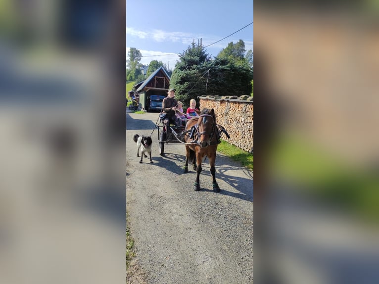 Shetland Ponys Wallach 8 Jahre 113 cm Brauner in Pockau