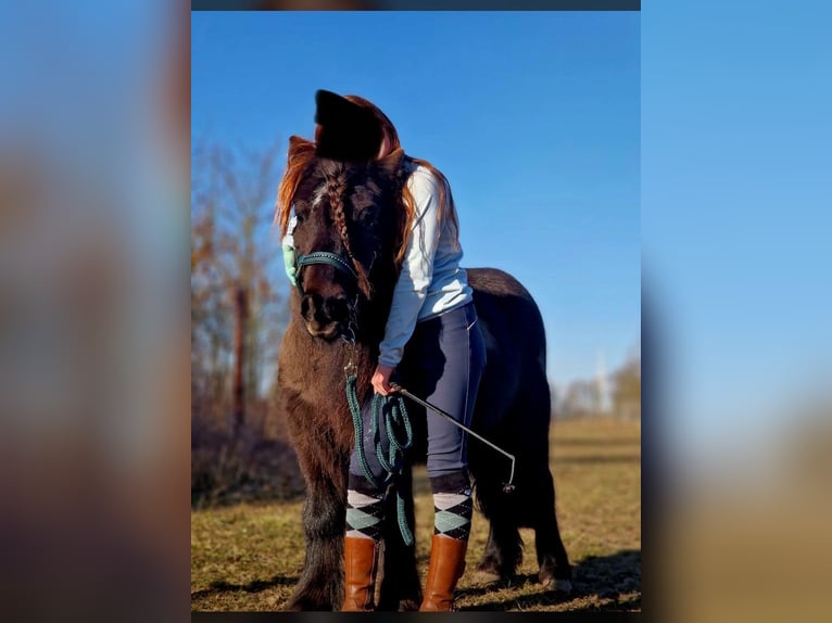 Shetland Ponys Wallach 8 Jahre 115 cm Rappe in Paulshof